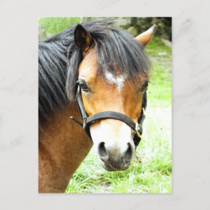 CARTÃO POSTAL CUTE BROWN PONY