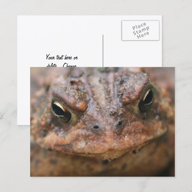 Cartão Postal Cute Brown Toad Face Nature (Frente/Verso)