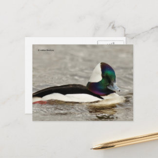Cartão Postal Cute Bufflehead Duck no Pond