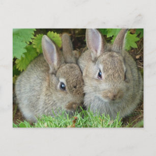 Cartão Postal Cute Bunny Rabbit Animal Peace Love Destiny