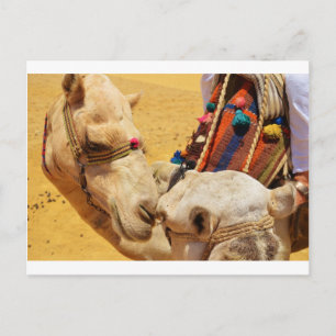 Cartão Postal Cute Camels