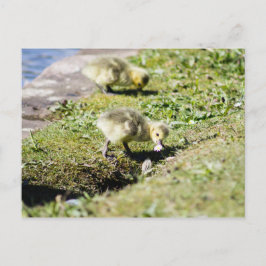 Cartão Postal Cute Canada Gosling