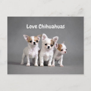 Cartão Postal Cute Chihuahua Puppies