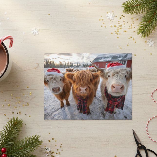 Cartão Postal Cute Christmas Highland Cows in Snow (Criador carregado)
