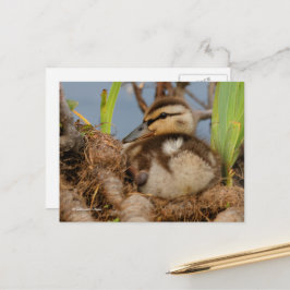 Cartão Postal Cute e Precoce Mallard Ducking