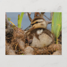 Cartão Postal Cute e Precoce Mallard Ducking