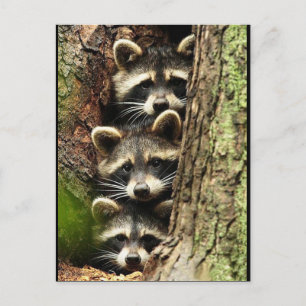 Cartão Postal cute_funny_animals_41 Três Guaxinins Tronco de árv