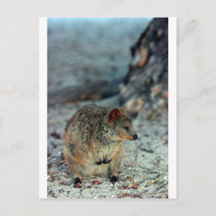 Cartão Postal Cute fury Quokka em Rottnest Island