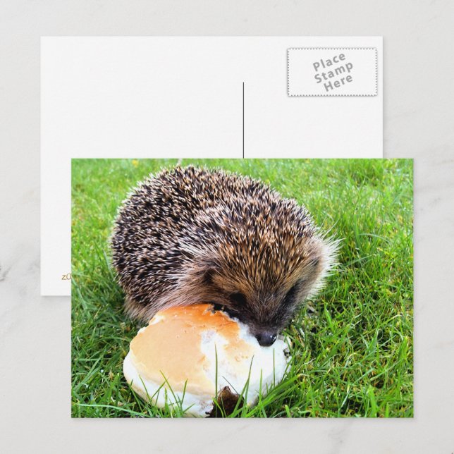 CARTÃO POSTAL CUTE HEDGEHOG (Frente/Verso)