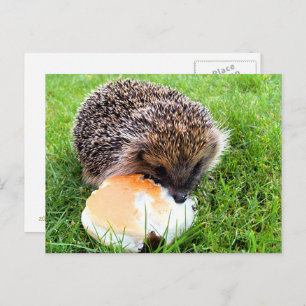 CARTÃO POSTAL CUTE HEDGEHOG