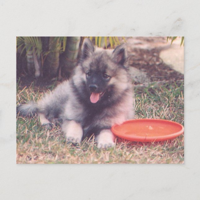 Cartão Postal Cute Keeshond Puppy (Frente)