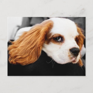 Cartão Postal Cute King Charles Spaniel