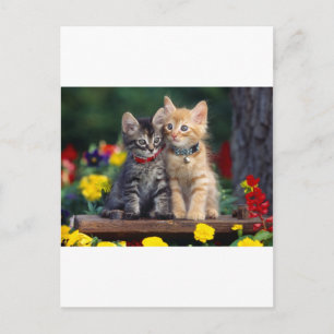Cartão Postal Cute-Kitten