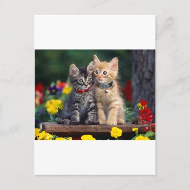 Cartão Postal Cute-Kitten (Frente)