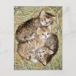 Cartão Postal Cute Kittens no Cartão-postal