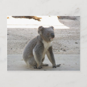 Cartão Postal Cute Koala