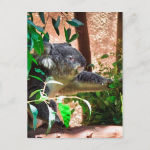 Cartão Postal Cute Koala