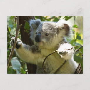 Cartão Postal Cute Koala Bear Destino Natureza Aussi Outback