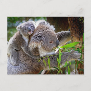Cartão Postal Cute Koala Bear Destino Natureza Aussi Outback