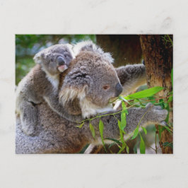 Cartão Postal Cute Koala Bear Destino Natureza Aussi Outback