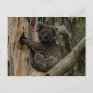 Cartão Postal Cute Koala em árvore na Austrália