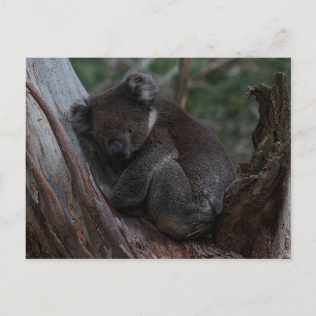 Cartão Postal Cute Koala sleeping in a tree Australia (Frente)