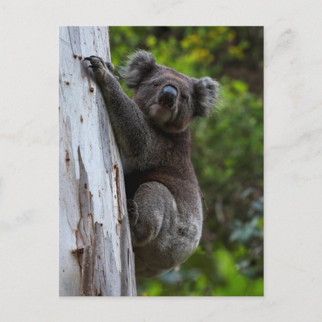 Cartão Postal Cute Koala trepando uma árvore Cartão-postal da Au (Frente)