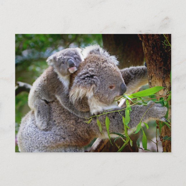 Cartão Postal Cute Koalas (Frente)
