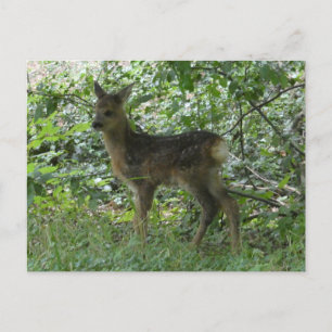 Cartão Postal Cute Roe Deer no Cartão-Postal Forrest DY