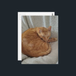 Cartão Postal Cute Sleepy Ginger Kitty<br><div class="desc">A  ginger kitty sleeps on a blanket in a chair photographed by Angelandspot in the year 2026</div>