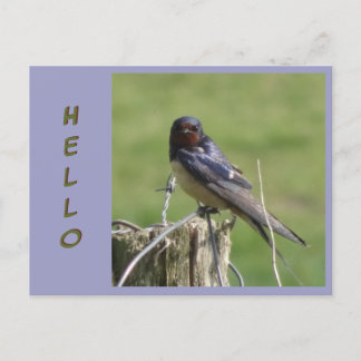 Cartão Postal Cute-Watching-Barn Swallow Cust. Cartão-postal HEL