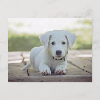Cartão Postal cute white dog puppy