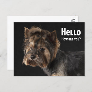 Cartão Postal Cute Yorkie Puppy Dog Love Yorkshire Terrier Hello