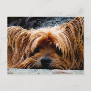 Cartão Postal Cute Yorkshire Terrier Dog