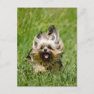 Cartão Postal Cute Yorkshire Terrier passando por Grass