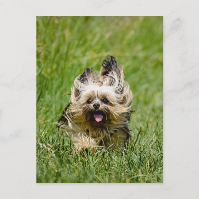 Cartão Postal Cute Yorkshire Terrier passando por Grass (Frente)