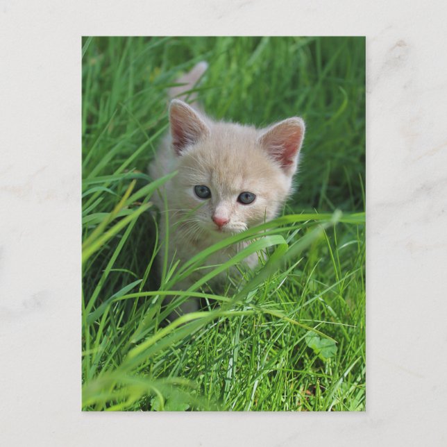 Cartão Postal Cutense (Frente)