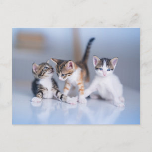 Cartão Postal Cutest Baby Animals 3 Tabby Kittens