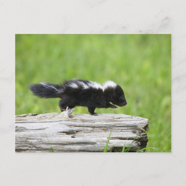 Cartão Postal Cutest Baby Animals | Baby Skunk (Frente)