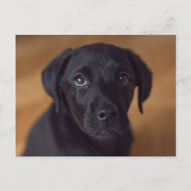 Cartão Postal Cutest Baby Animals | Black Labrador Puppy (Frente)