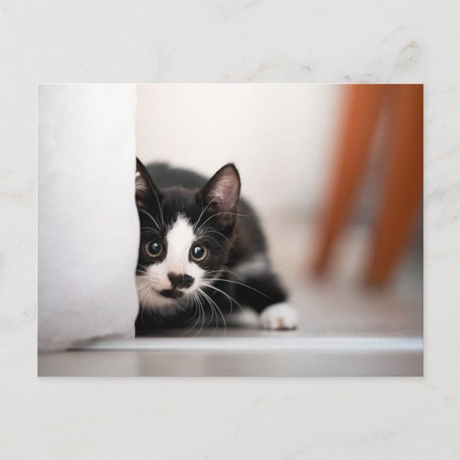 Cartão Postal Cutest Baby Animals | Black & White Kitten (Frente)
