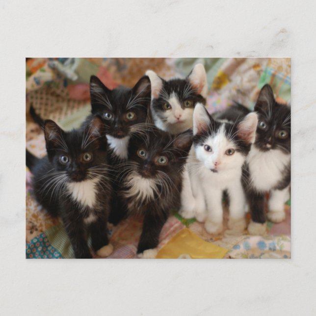 Cartão Postal Cutest Baby Animals | Black & White Kittens (Frente)