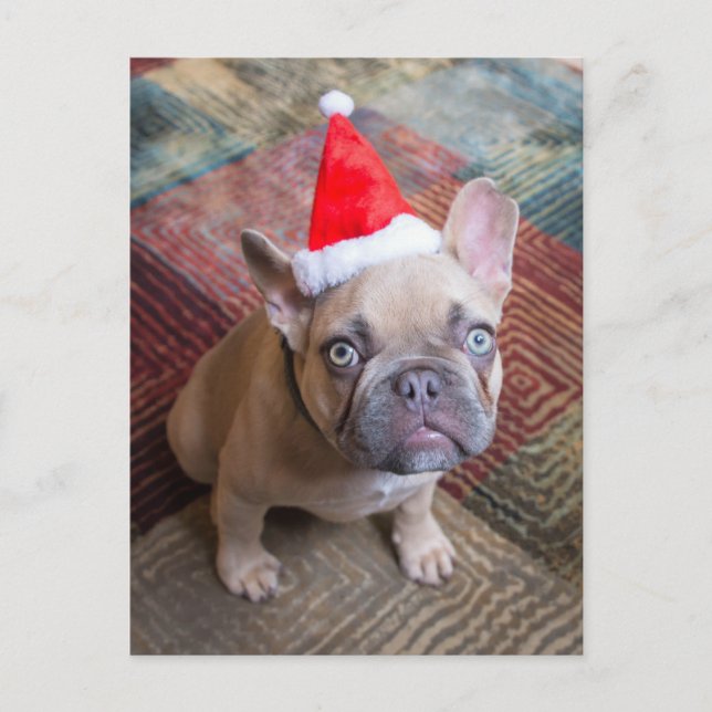 Cartão Postal Cutest Baby Animals | French Bulldog Christmas (Frente)