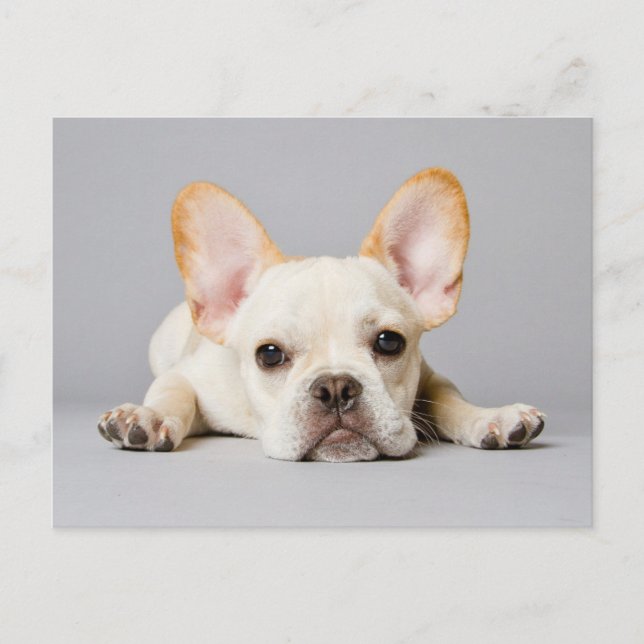 Cartão Postal Cutest Baby Animals | French Bulldog Lying Down (Frente)