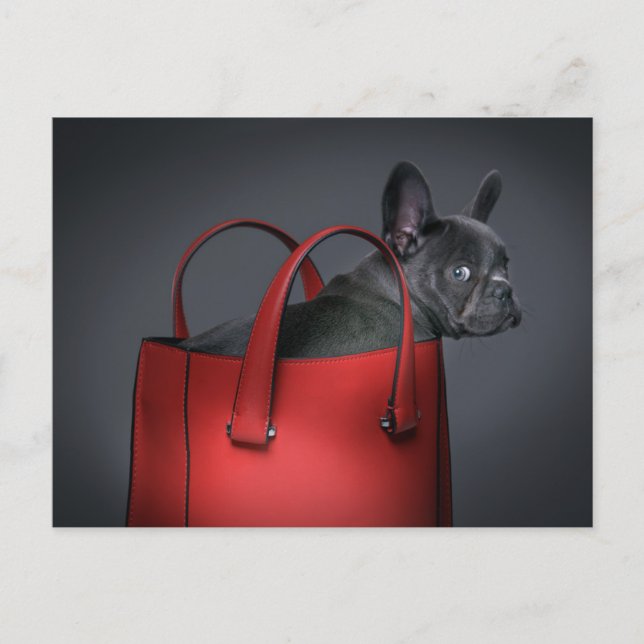 Cartão Postal Cutest Baby Animals | French Bulldog Red Hand Bag (Frente)