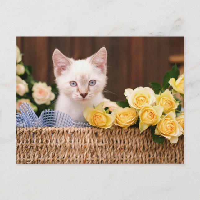 Cartão Postal Cutest Baby Animals | Kitten & Yellow Roses (Frente)