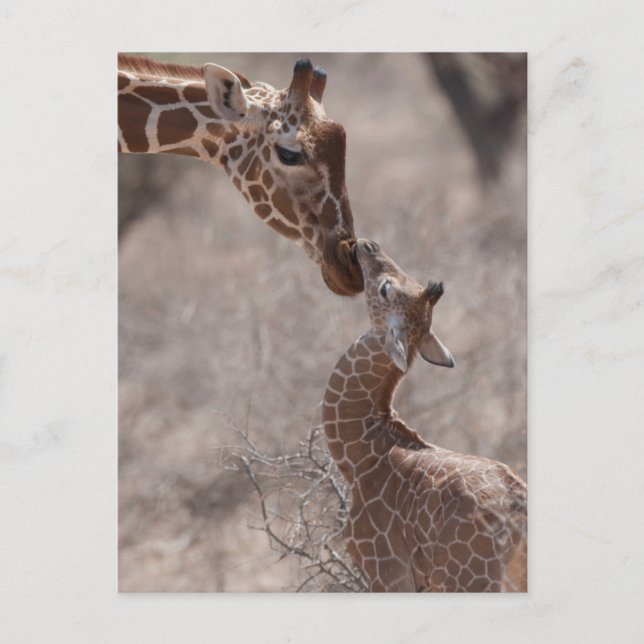 Cartão Postal Cutest Baby Animals | Mother and Baby Giraffe (Frente)