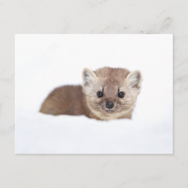 Cartão Postal Cutest Baby Animals | Pine Marten (Frente)