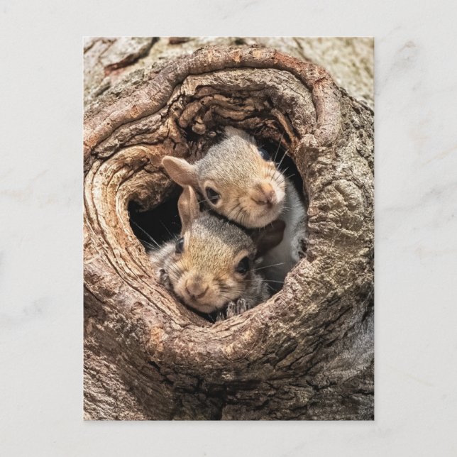 Cartão Postal Cutest Baby Animals | Two Young Squirrels (Frente)