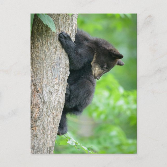 Cartão Postal Cutest Baby Animals | Young Black Bear Cub (Frente)